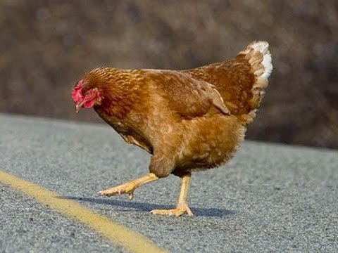Chicken road españa - Descubre las reglas del juego de azar más popular en Chicken Road España